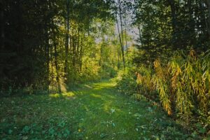 Photo Nature Walk Borsec