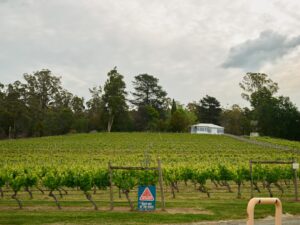 Photo wine tasting tours