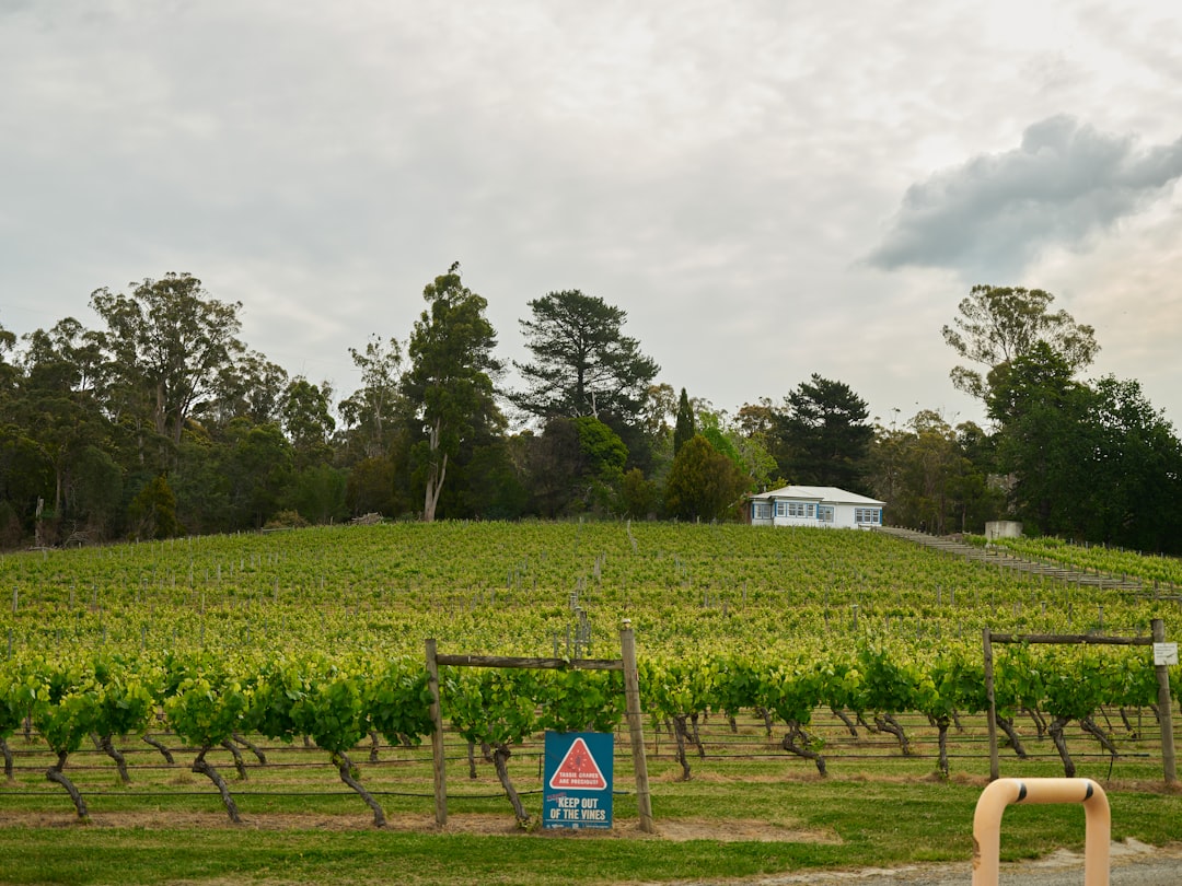 Photo wine tasting tours