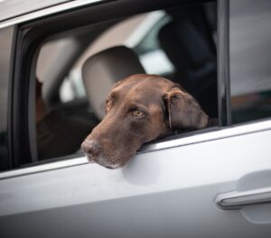 Cum să călătorești cu un animal de companie: Reguli și sfaturi